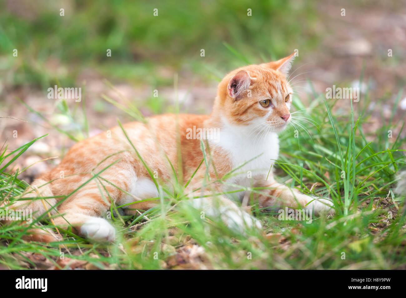 Chat dans l'herbe Banque D'Images