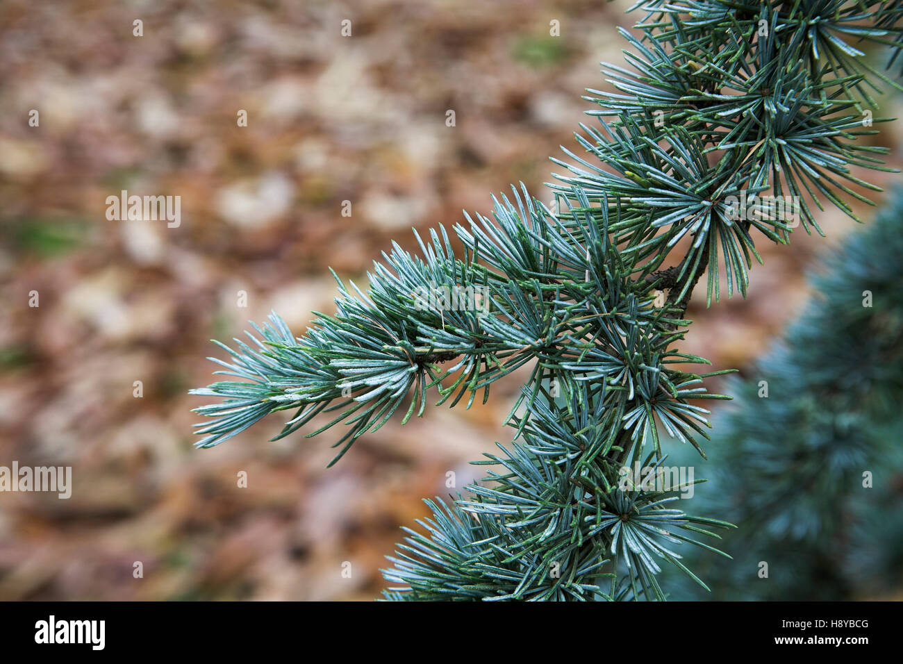 Les brindilles et les feuilles de bleu cèdre de l'atlas Cedrus atlantica glauca var Rhinefield Arboretum Parc national New Forest Hampshire Angleterre Banque D'Images