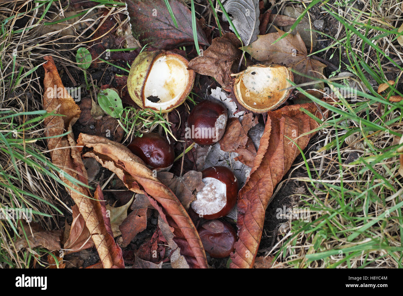 Le Marronnier Aesculus hippocastanum fruit Banque D'Images