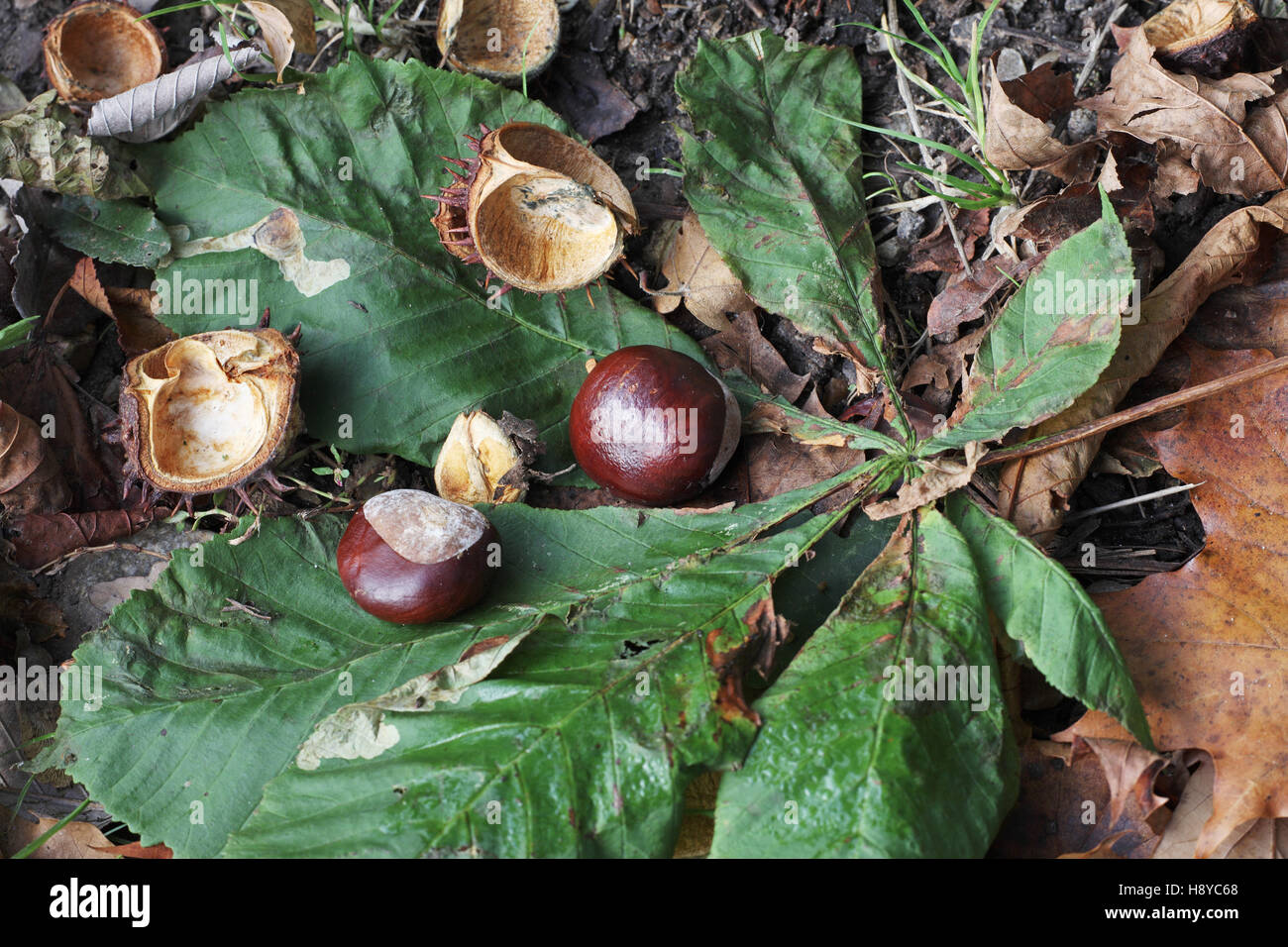 Le Marronnier Aesculus hippocastanum fruit Banque D'Images