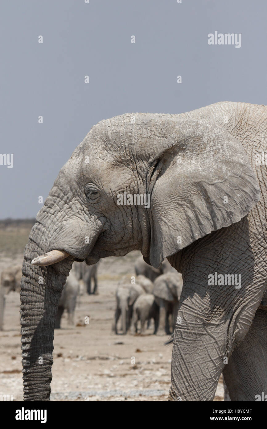 Éléphant dans le parc national d'Etosha, Namibie Banque D'Images