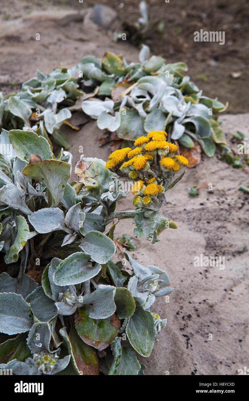 Senecio candidans chou mer plage de sable de plus en plus sur l'île de Sea Lion Iles Falkland Banque D'Images
