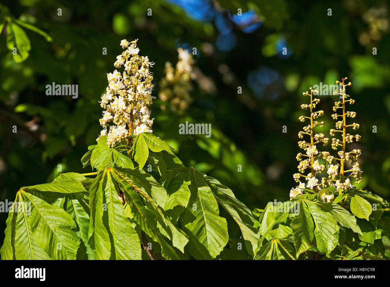 Le Marronnier Aesculus hippocastanum Ringwood Hampshire England UK Banque D'Images
