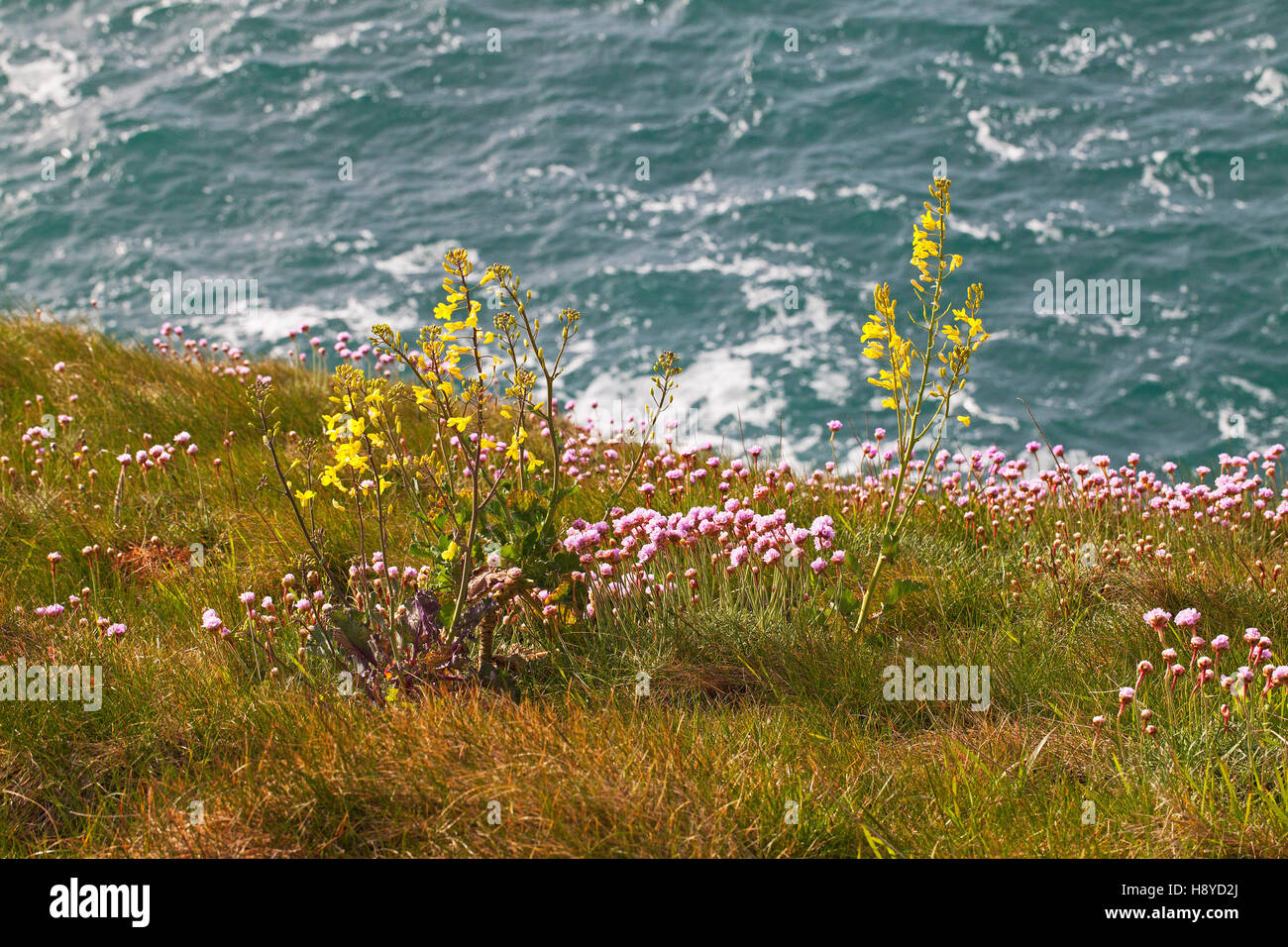 Chou sauvage Brassica oleracea et Thrift Armeria maritima sur les falaises de l'île de Winspit Dorset Purbeck England UK Banque D'Images