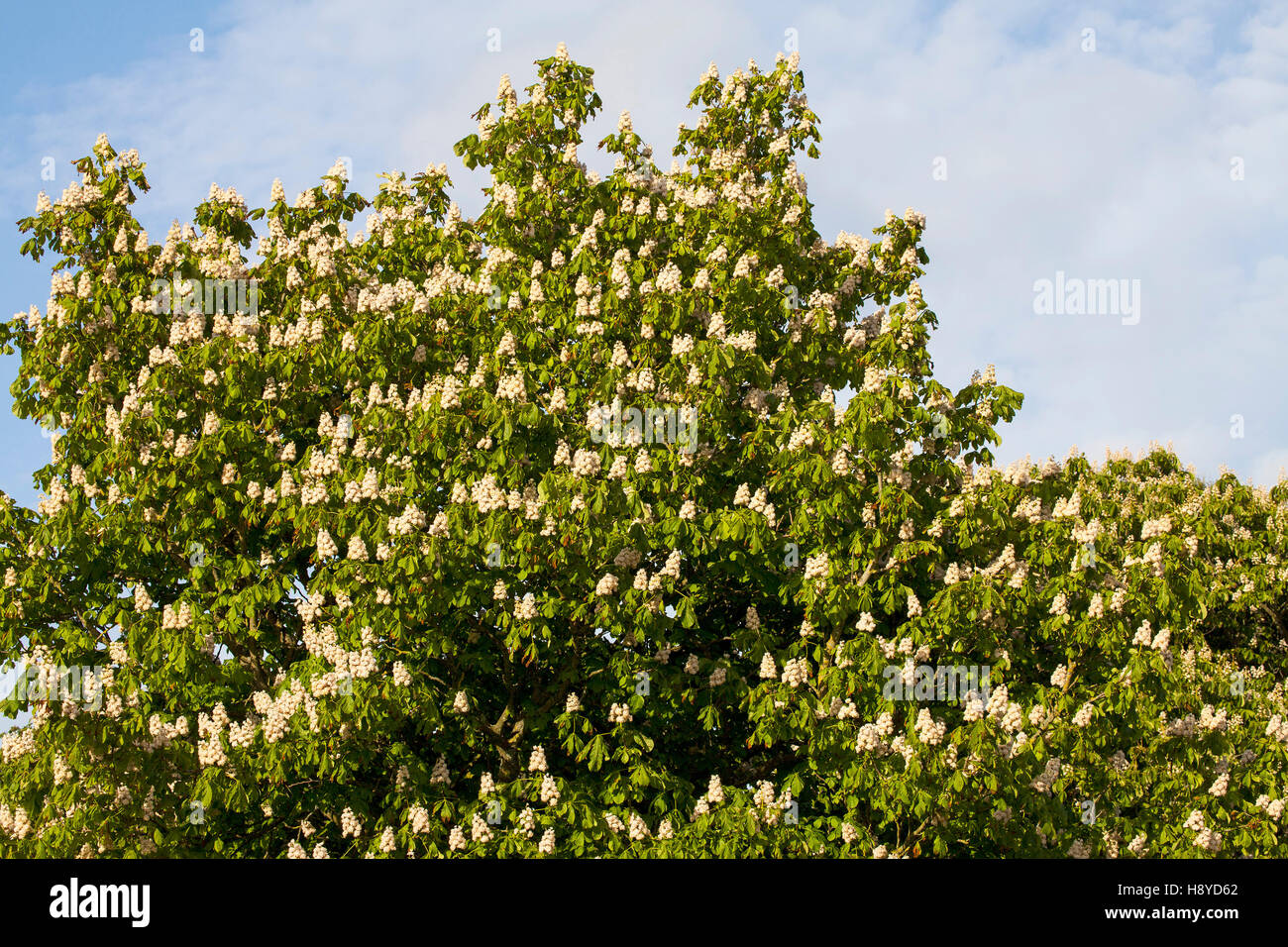 Aesculus hippocastanum marronnier fleurs Ringwood Hampshire England UK Mai 2015 Banque D'Images