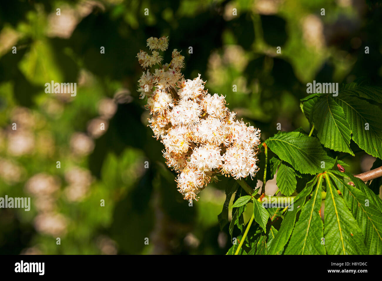 Aesculus hippocastanum marronnier fleurs Ringwood Hampshire England UK Mai 2015 Banque D'Images