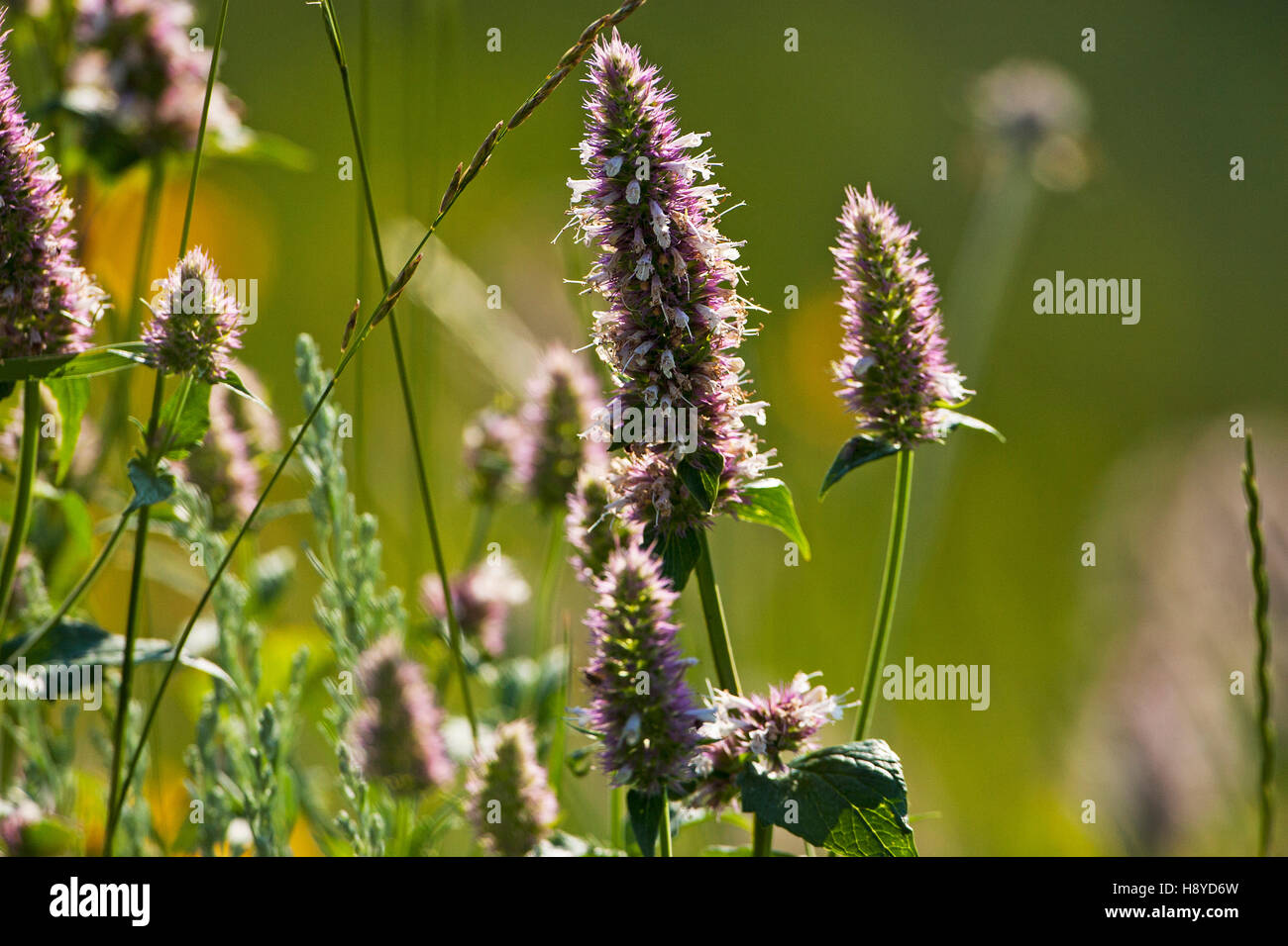 Lapin de montagne Banque de photographies et d�??images ?� haute r?�solution - Alamy