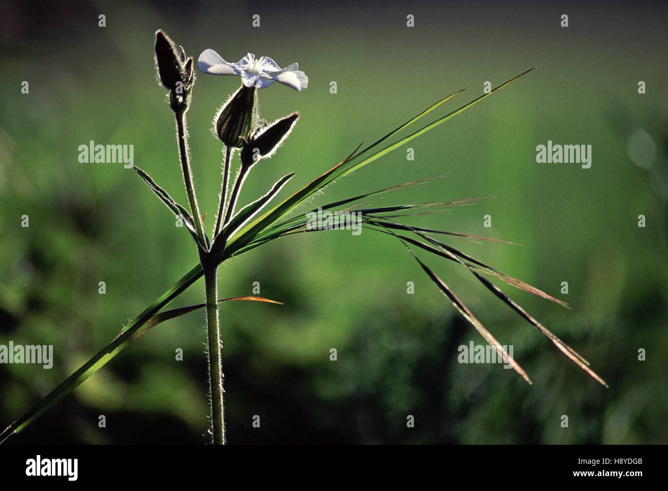 White campion Silene latifolia Banque D'Images