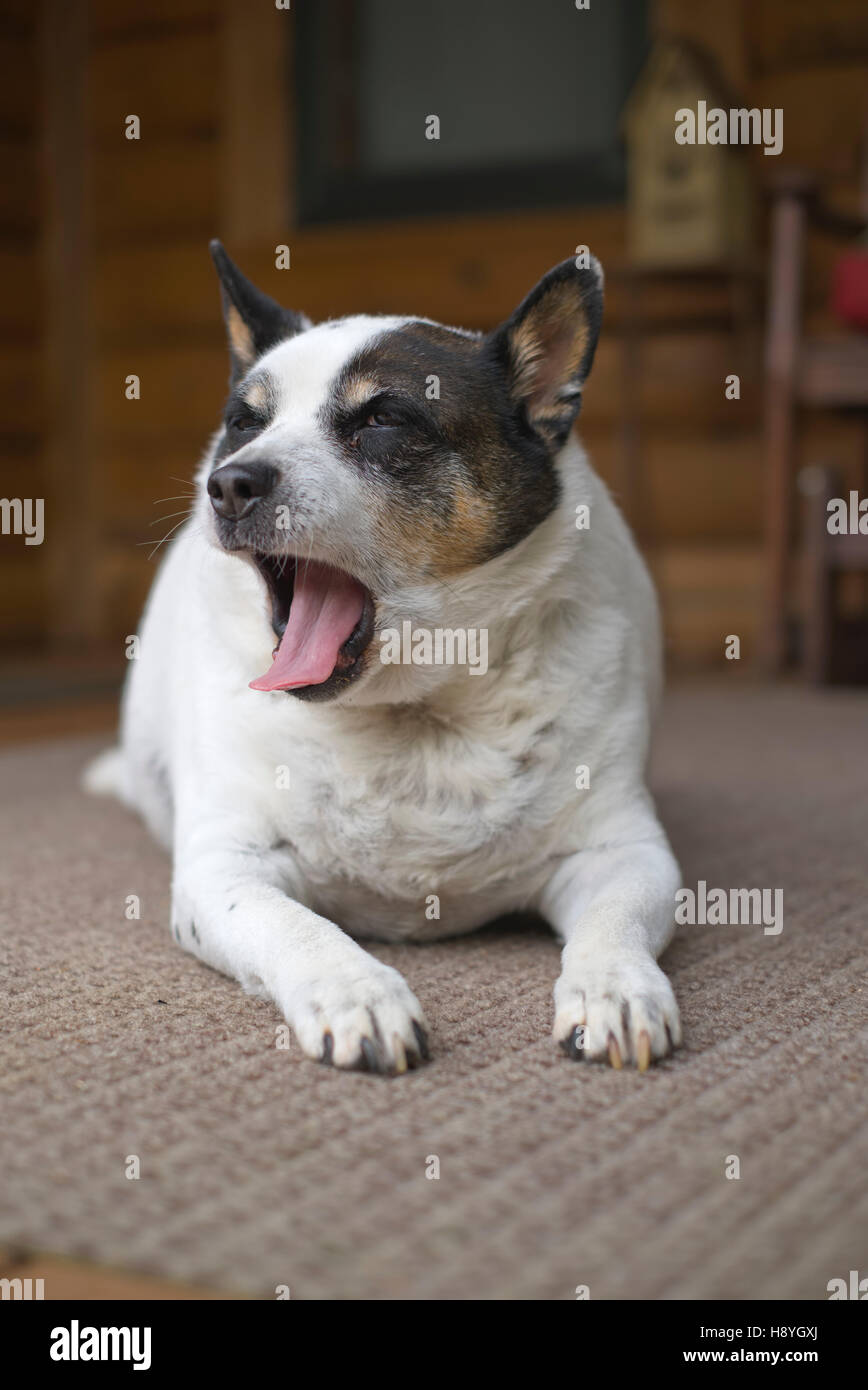 Vieux chien terrier couché sur le porche avant de bâiller Banque D'Images