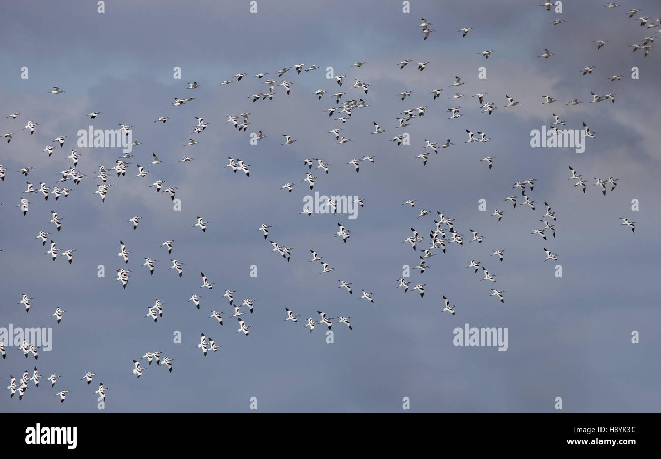 , Avocettes Recurvirostra avosetta, troupeau en vol à lagune côtière. Banque D'Images , Avocettes Recurvirostra avosetta, troupeau en vol à lagune côtière. Banque D'Images