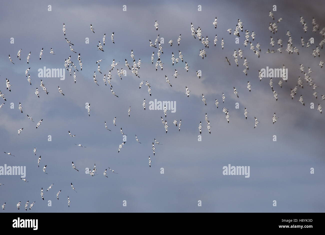 , Avocettes Recurvirostra avosetta, troupeau en vol à lagune côtière. Banque D'Images , Avocettes Recurvirostra avosetta, troupeau en vol à lagune côtière. Banque D'Images