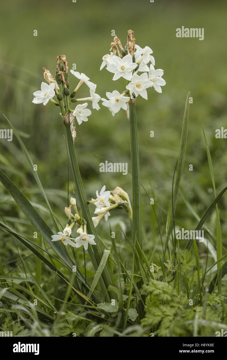 Bouquet fleur JONQUILLE Narcissus tazetta, en fleurs au début du printemps. Banque D'Images