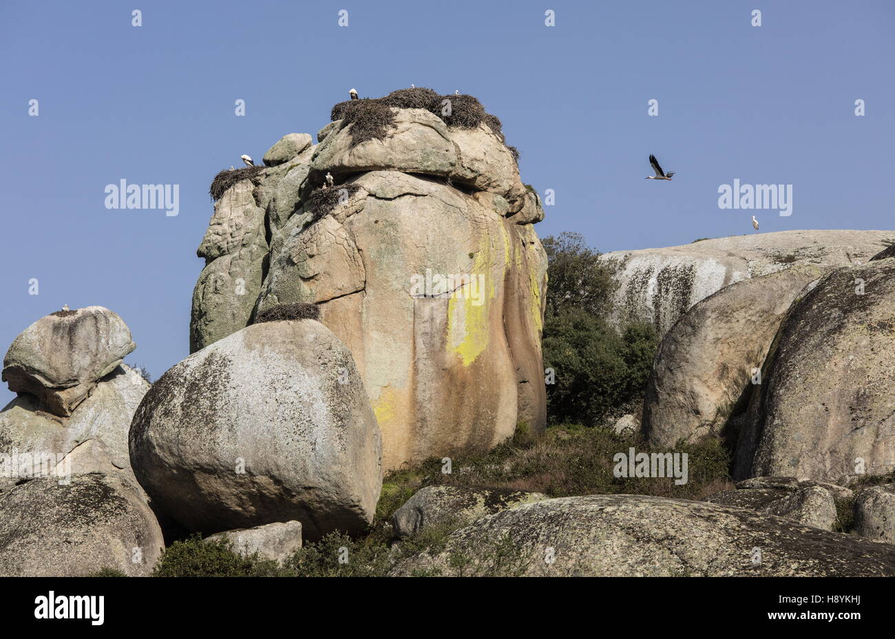 La Cigogne blanche niche sur les rochers de granit à los Barruecos Monument naturel, l'Estrémadure, à l'ouest de l'Espagne. Banque D'Images