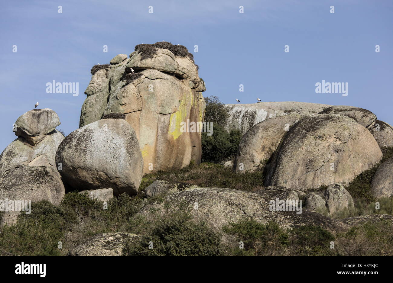 La Cigogne blanche niche sur les rochers de granit à los Barruecos Monument naturel, l'Estrémadure, à l'ouest de l'Espagne. Banque D'Images