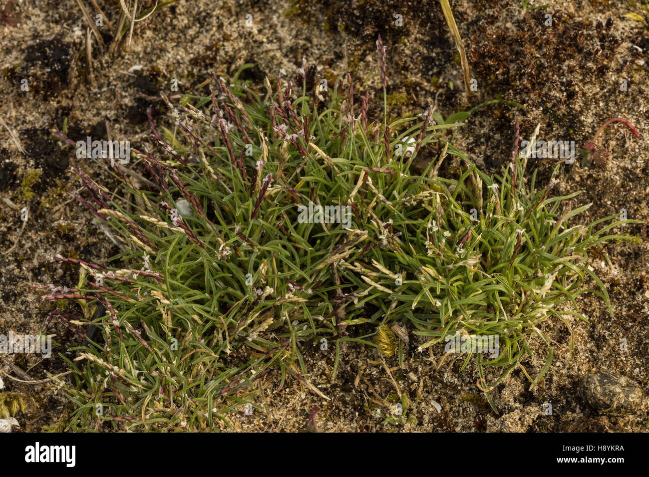 Au début de l'herbe, Mibora minima, en fleurs sur les dunes, la fin de l'hiver. Banque D'Images