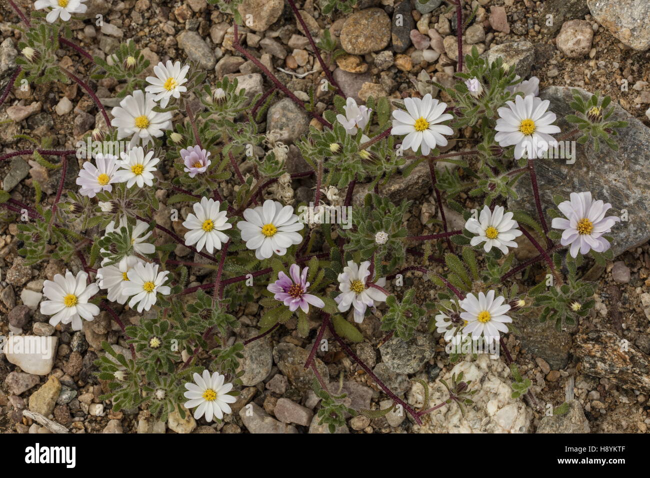 Desertstar Monoptilon bellioides Mojave, en fleurs dans la vallée de la mort, au printemps. La Californie. Banque D'Images