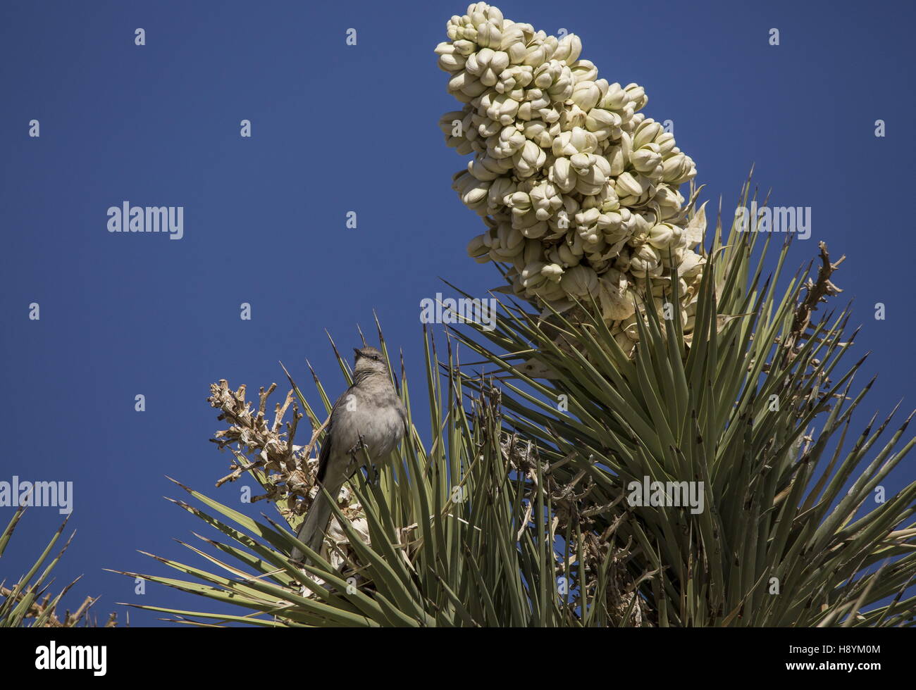 Moqueur polyglotte Mimus polyglottos, sur Joshua Tree in Flower, désert de Mojave, en Californie. Banque D'Images
