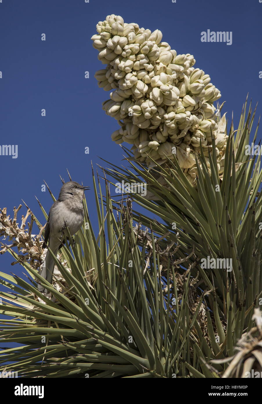 Moqueur polyglotte Mimus polyglottos, sur Joshua Tree in Flower, désert de Mojave, en Californie. Banque D'Images