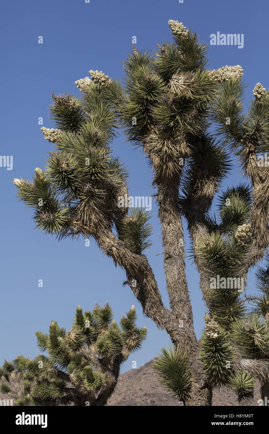 Joshua Tree, Yucca brevifolia en fleur, le parc national Joshua Tree, désert de Mojave, en Californie. Banque D'Images