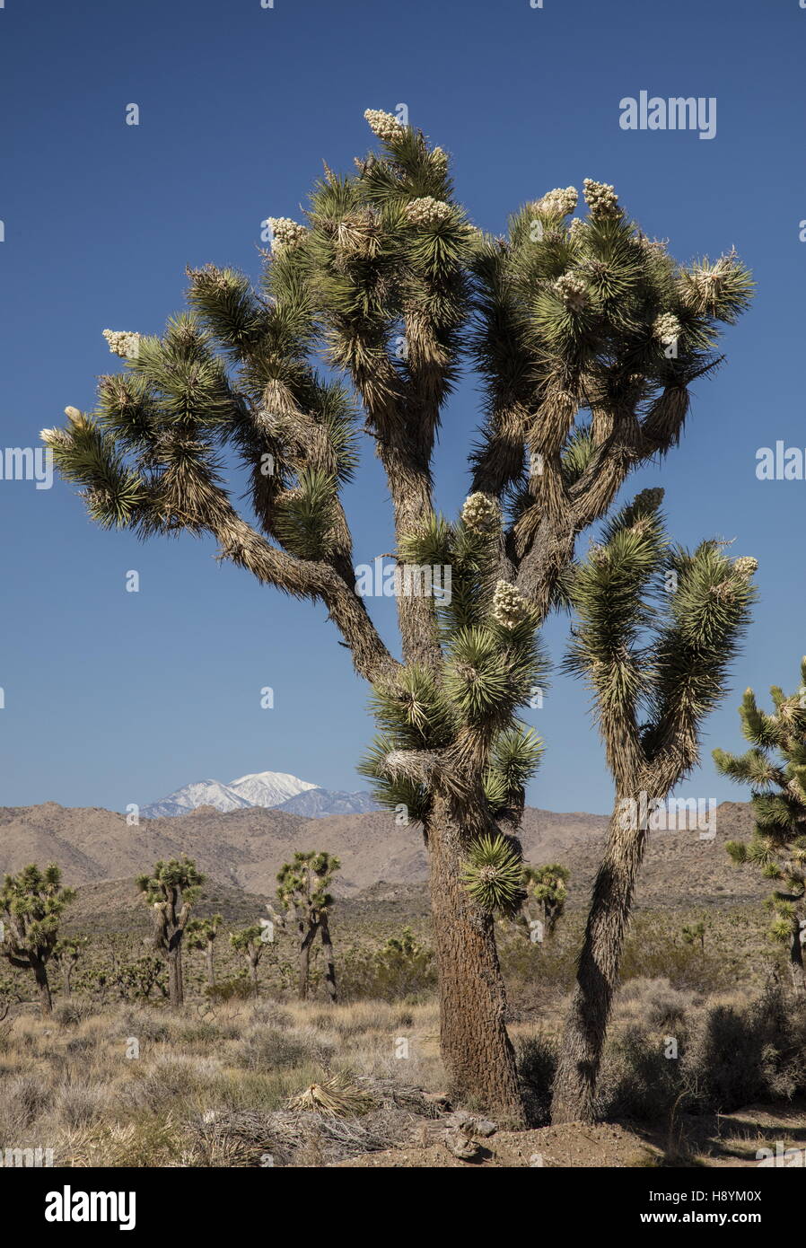 Joshua Tree, Yucca brevifolia en fleur, le parc national Joshua Tree, désert de Mojave, en Californie. Banque D'Images