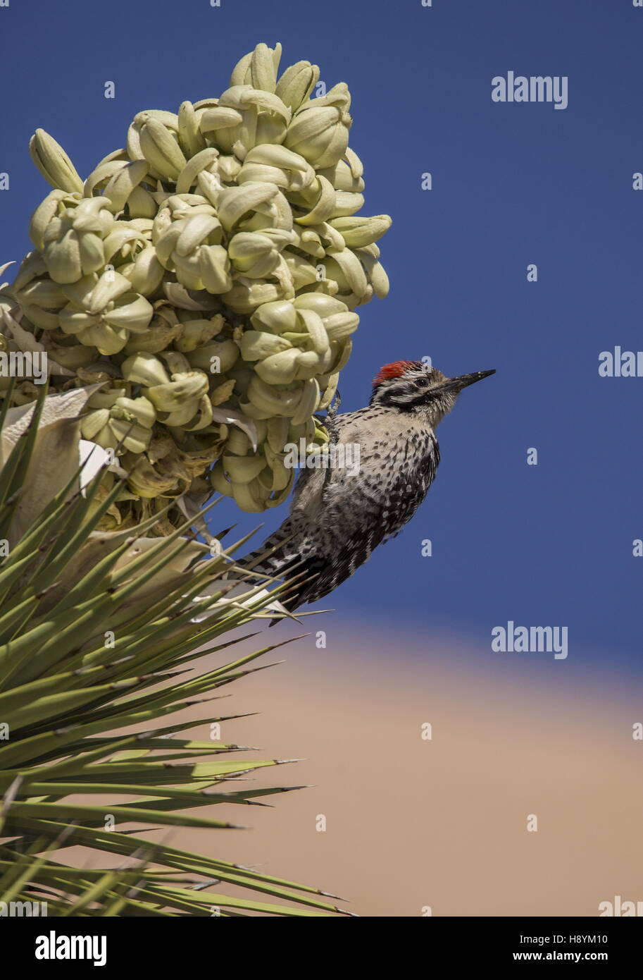 Pic à échelle, Picoides scalaris, se nourrissant de Joshua Tree in Flower, désert de Mojave, en Californie. Banque D'Images