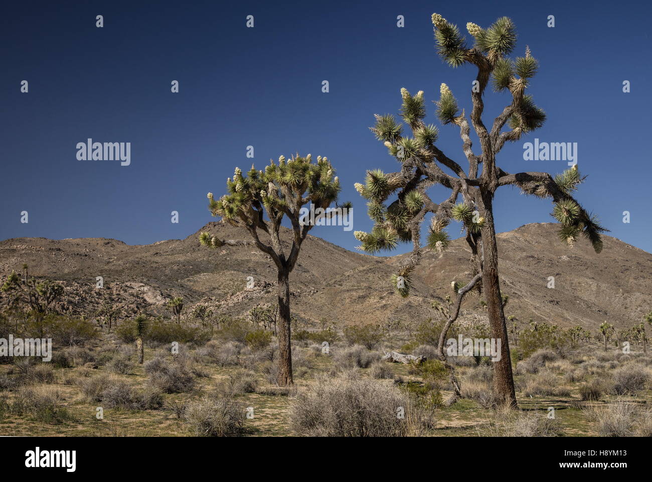 Joshua Tree, Yucca brevifolia en fleur, le parc national Joshua Tree, désert de Mojave, en Californie. Banque D'Images