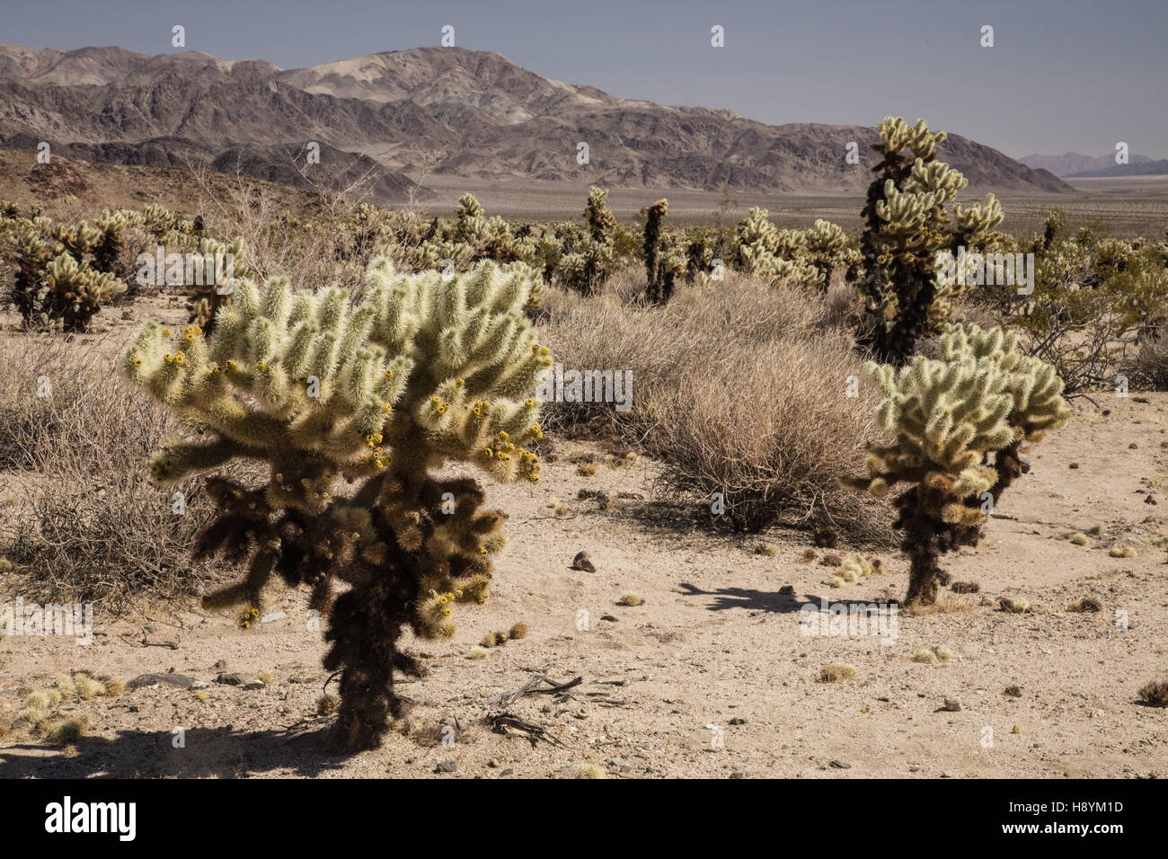 Teddy bear Cholla, Cylindropuntia bigelovii, Teddy-Bear jardins Cholla, Joshua Tree National Park. Transition entre désert de Mojave  + désert de Sonora Banque D'Images