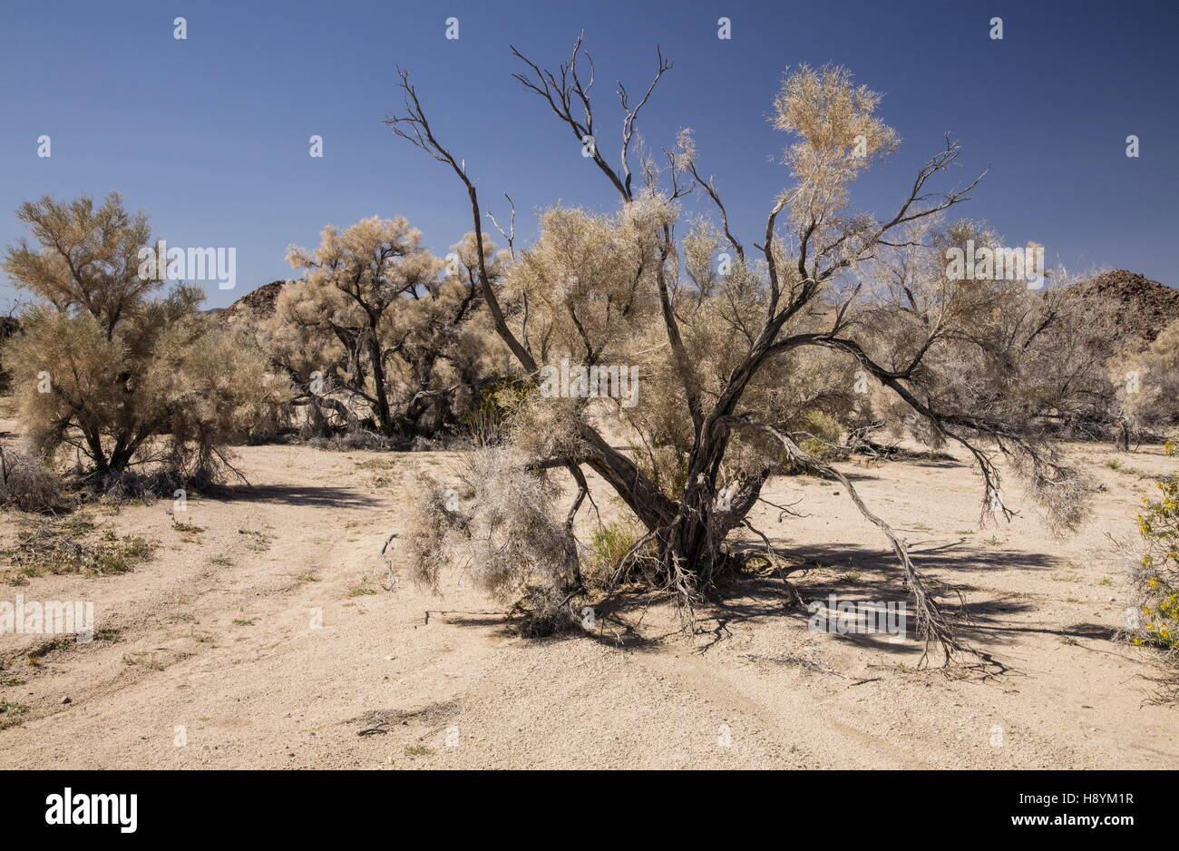 Arbre de fumée, Psorothamnus spinosus, dans le sud du désert de gravier, lavage de désert californien. Banque D'Images