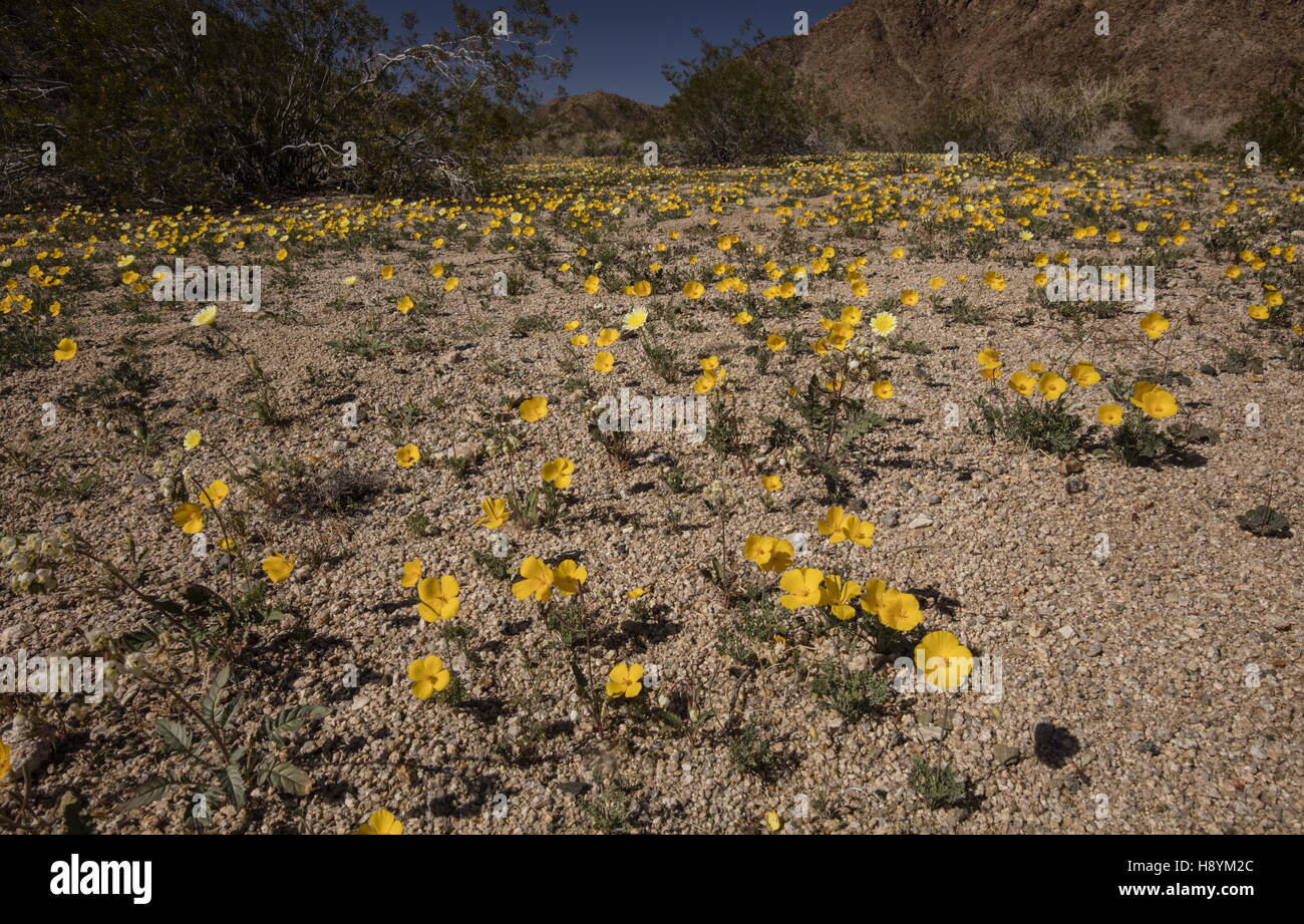 Feuille de pavot de la paroisse, Eschscholzia parishii, en fleurs au début du printemps, le parc national Joshua Tree, en Californie. Banque D'Images