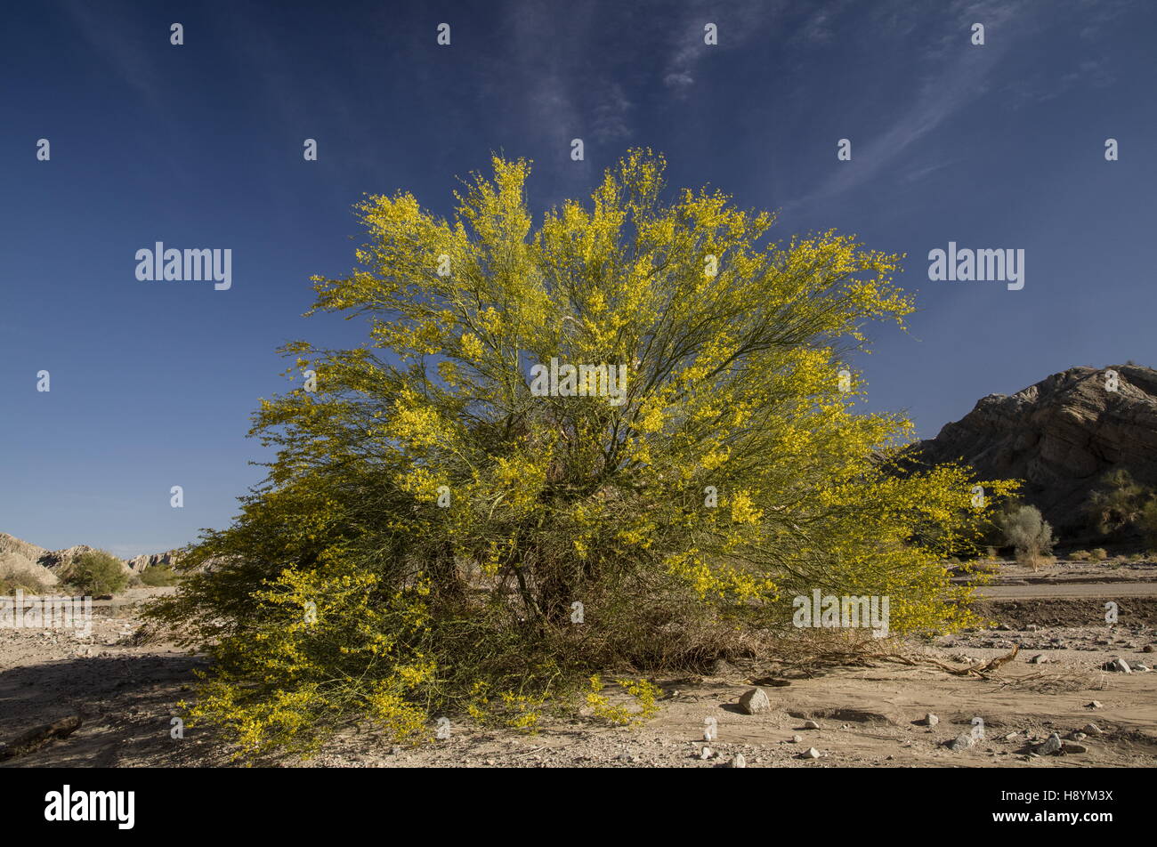 Palo Verde bleu arbre, Parkinsonia florida, en fleurs sur river-wash, désert de Sonora, en Californie. Banque D'Images