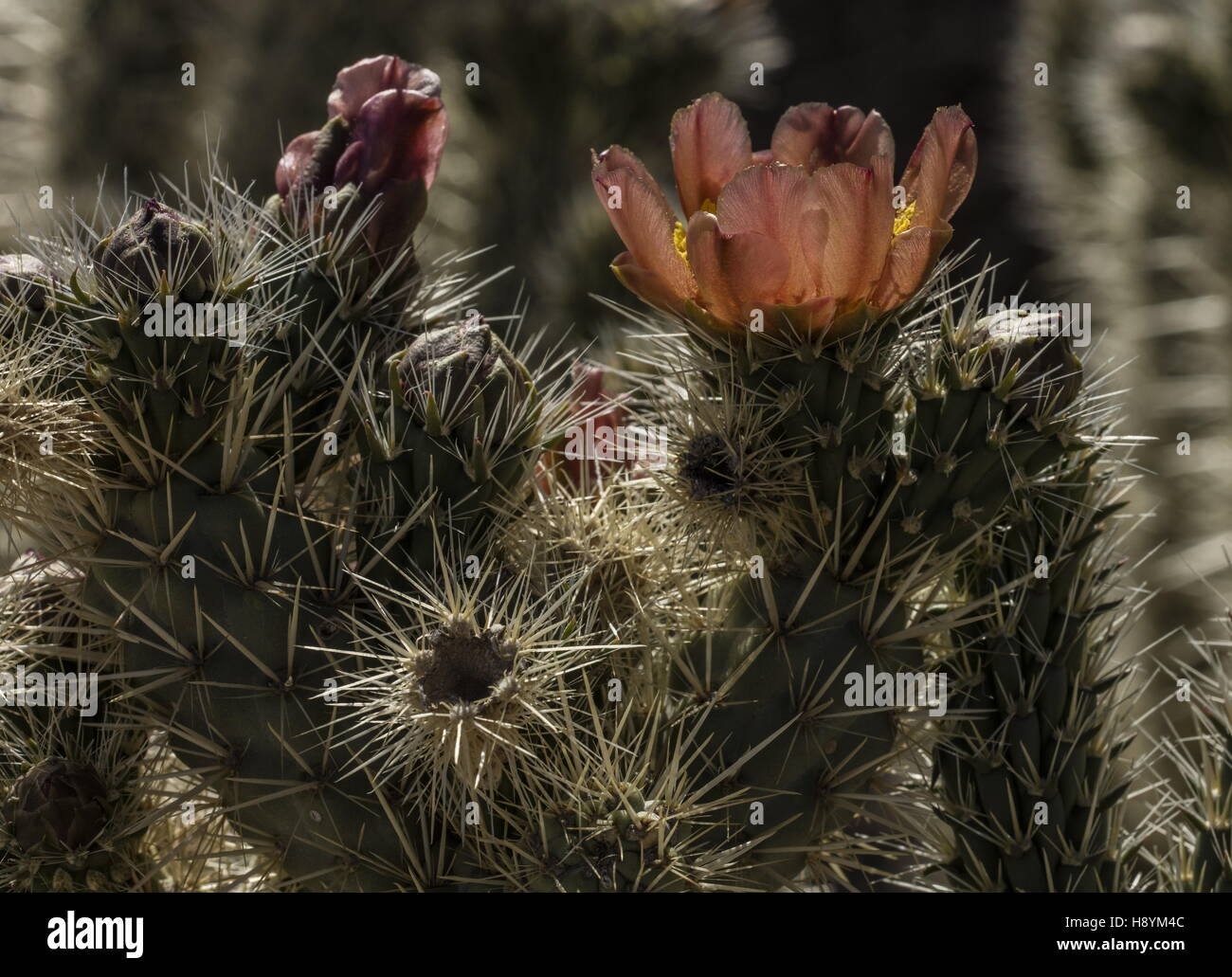 Cactus cholla, du loup, Cylindropuntia, wolfii en fleur ; désert de Sonora, en Californie. Banque D'Images