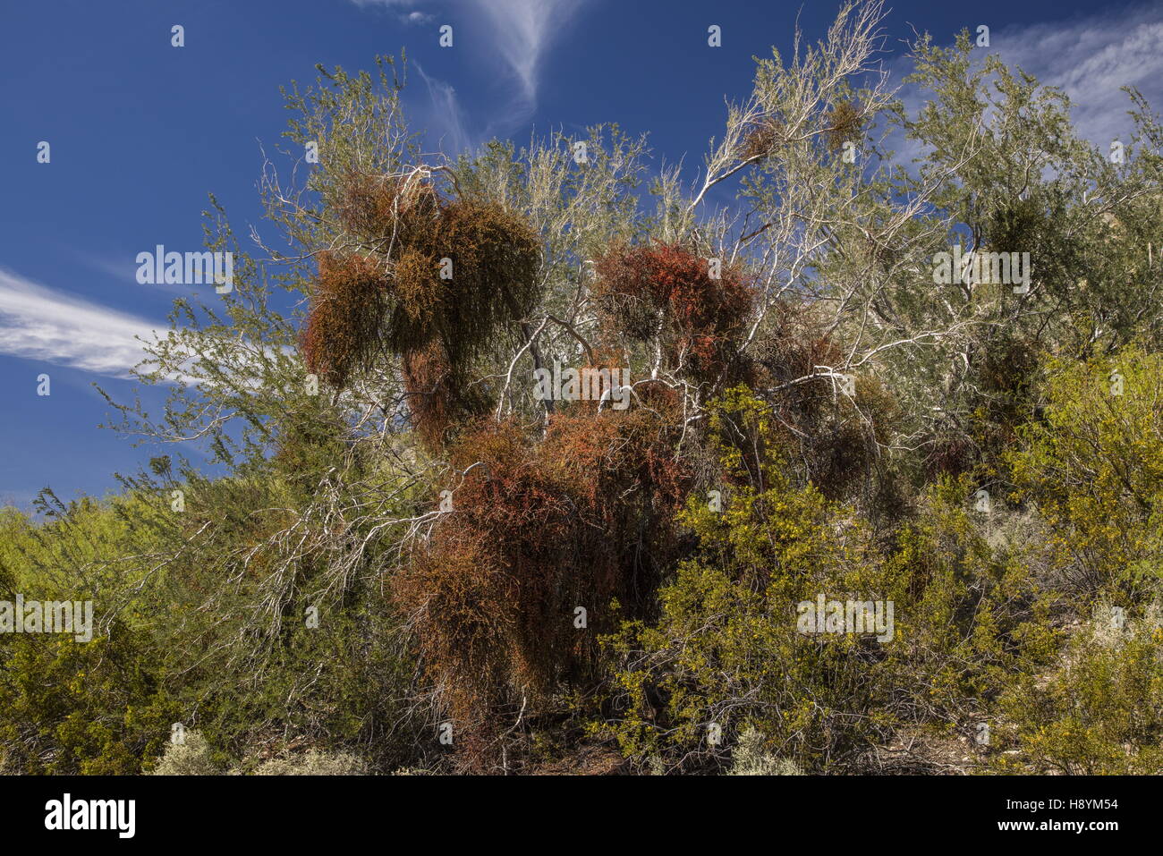 Desert Ironwood, Olneya tesota, avec forte infestation de gui, des californicum, désert de Sonora, fabriquées main e Banque D'Images