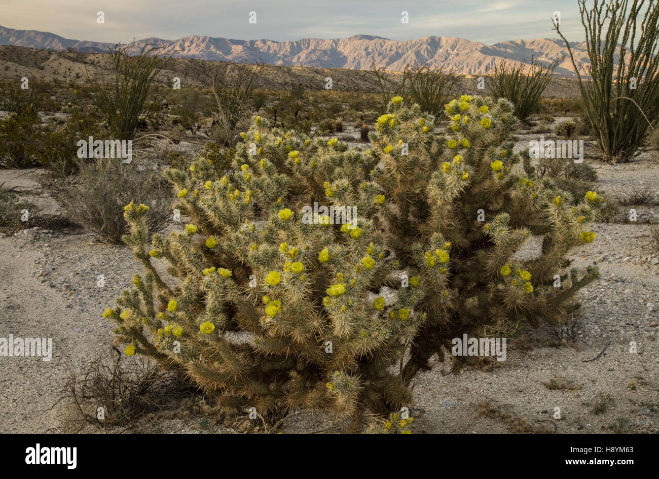 La Gander Cholla, ganderi Cylindropuntia en fleur, Anza-Borrego State Park, Californie. Banque D'Images