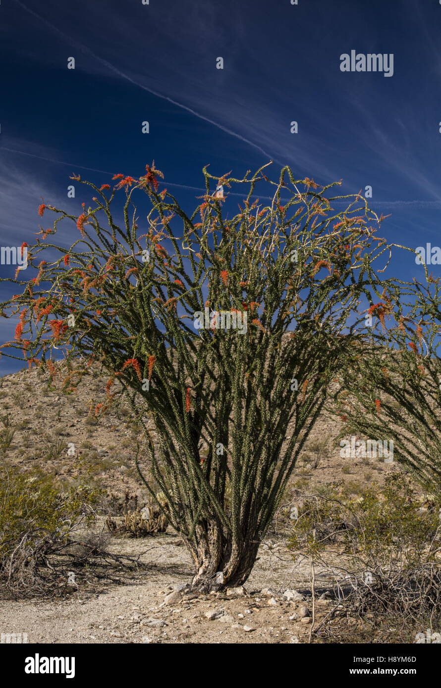 La société, Fouquieria splendens, en fleurs dans le désert californien. Anza-Borrego Desert State Park, désert de Sonora, en Californie Banque D'Images