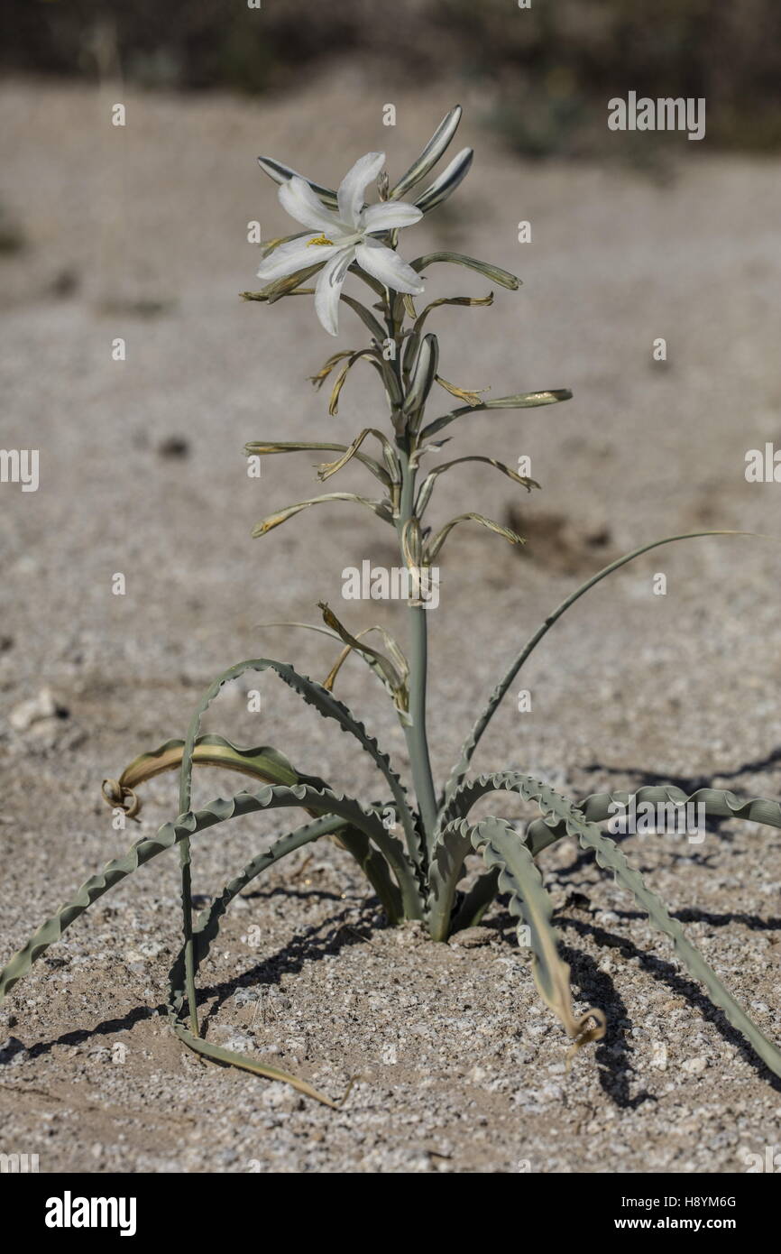 Hesperocallis undulata, Desert Lily, en fleurs dans le désert californien. Anza-Borrego Desert State Park, désert de Sonora, Califo Banque D'Images