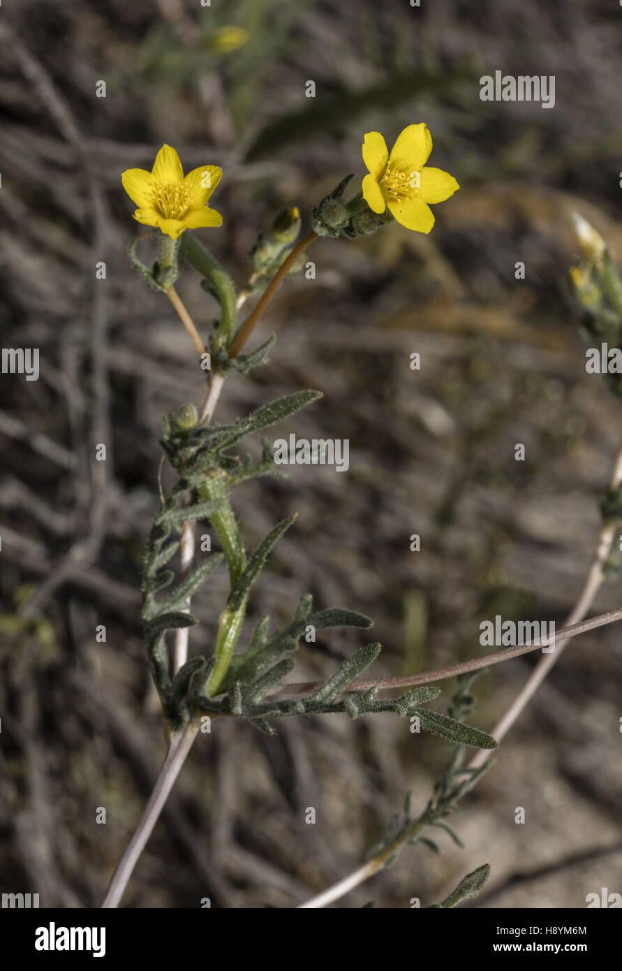 Whitestem Blazingstar, Mentzelia albicaulis en fleurs en Anza-Borrego, désert de Sonora, en Californie. Banque D'Images