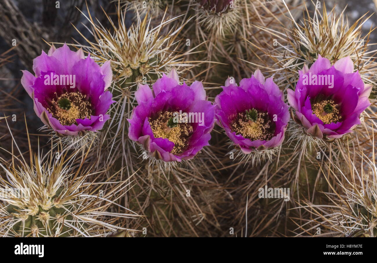 L'isoète d'hérisson, cactus Echinocereus engelmannii, en fleurs dans le désert californien. Anza-Borrego Desert State Park, Sono Banque D'Images