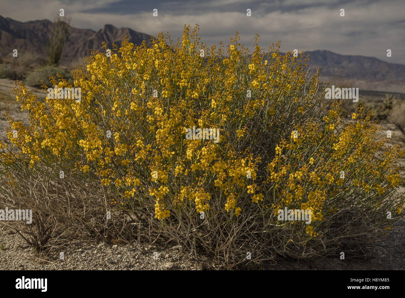 Senna, Senna armata du désert, en fleurs dans le désert californien. Anza-Borrego Desert State Park, désert de Sonora, en Californie. Banque D'Images