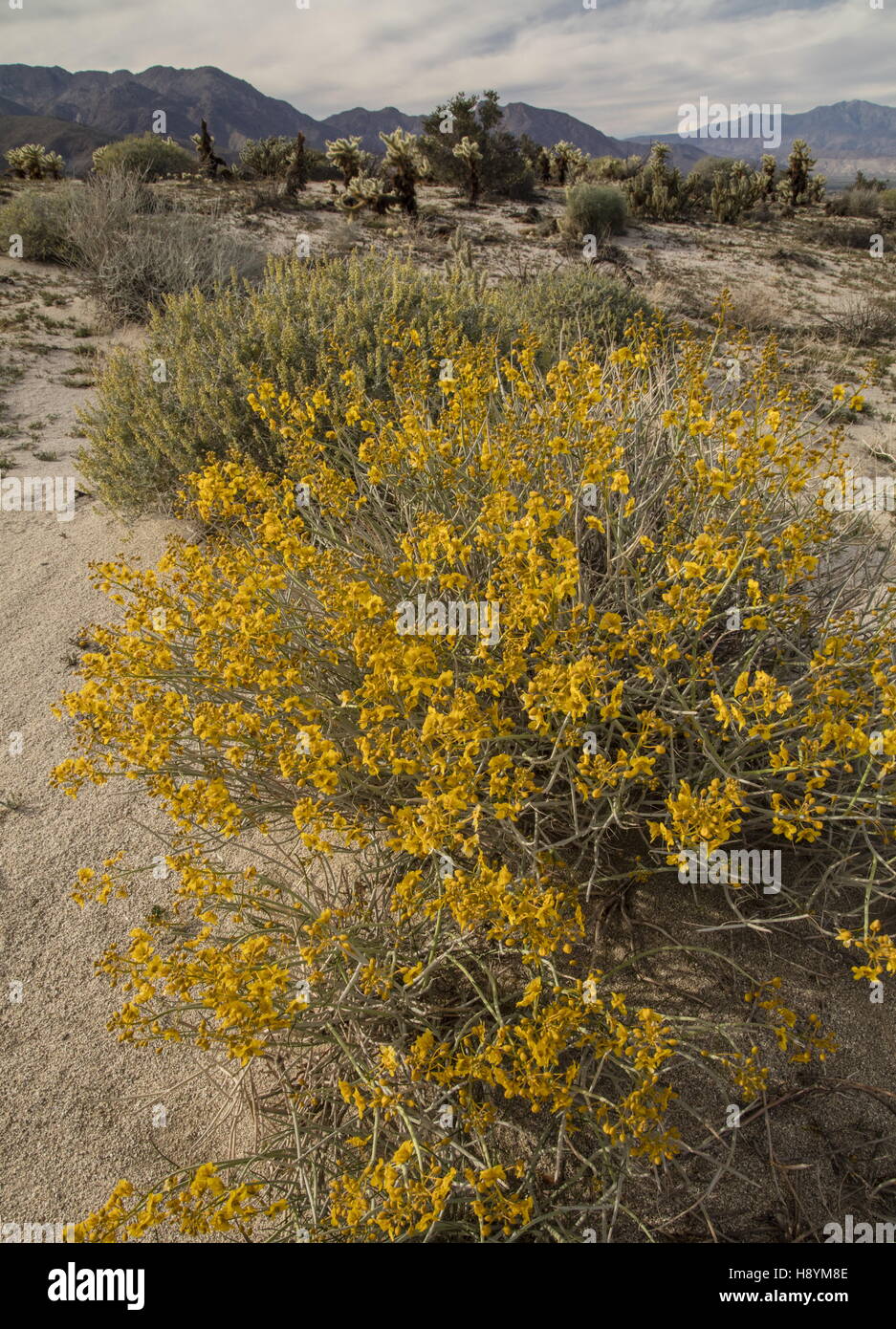 Senna, Senna armata du désert, en fleurs dans le désert californien. Anza-Borrego Desert State Park, désert de Sonora, en Californie. Banque D'Images