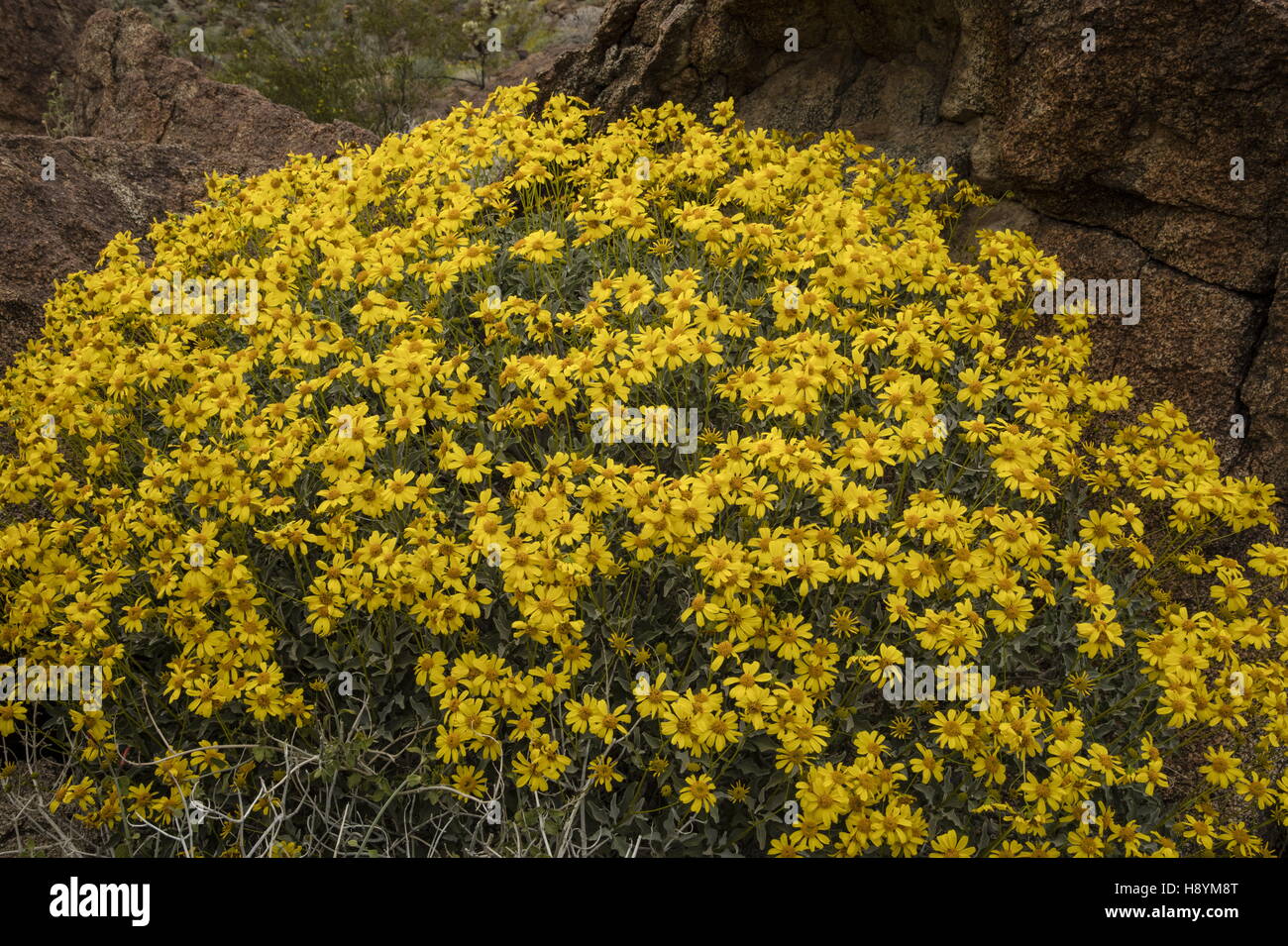 Brittlebush, Encelia farinosa, en fleurs dans le désert californien. Anza-Borrego Desert State Park, désert de Sonora, en Californie. Banque D'Images