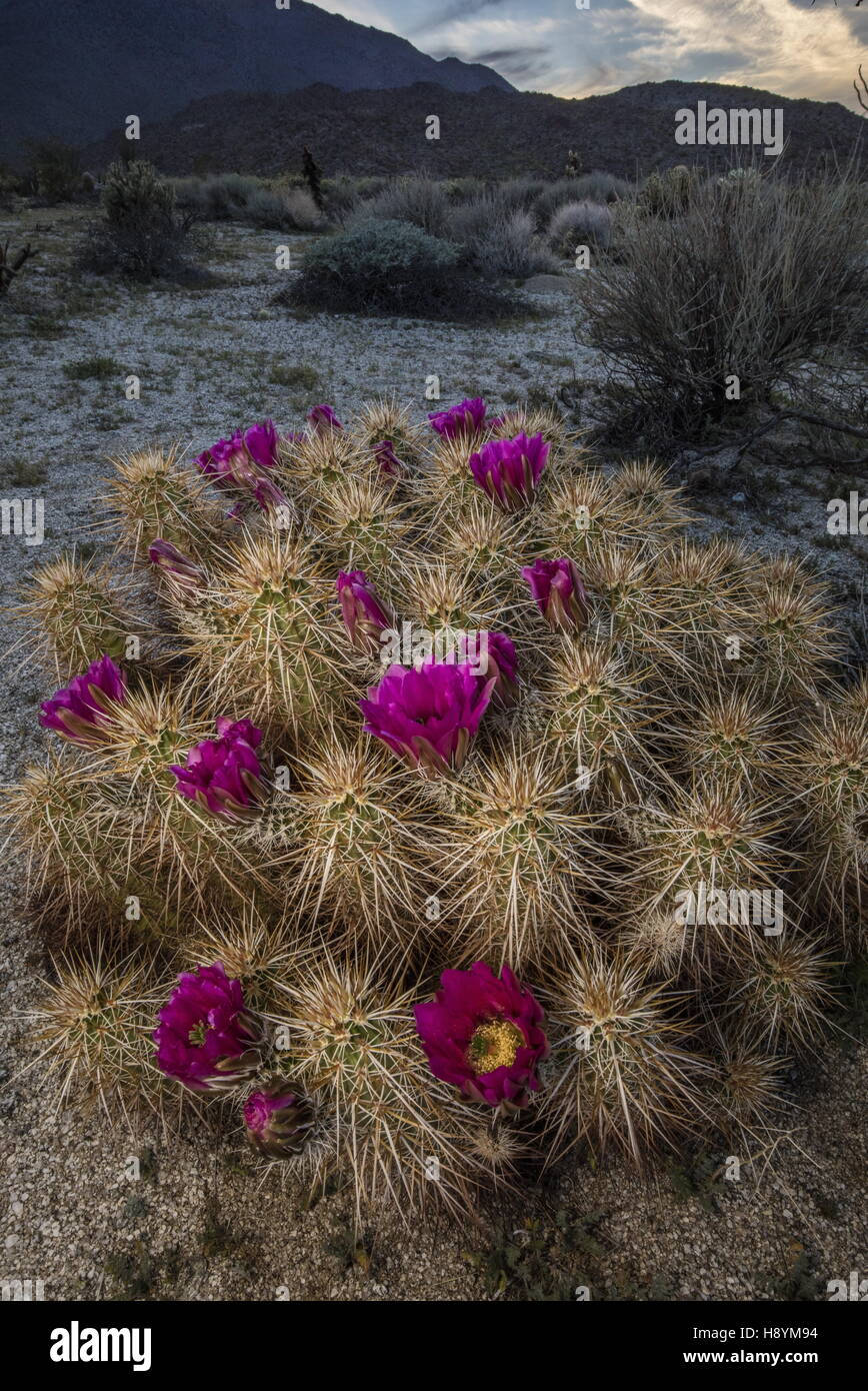 L'isoète d'hérisson, cactus Echinocereus engelmannii, en fleurs dans le désert californien. Anza-Borrego Desert State Park, Banque D'Images