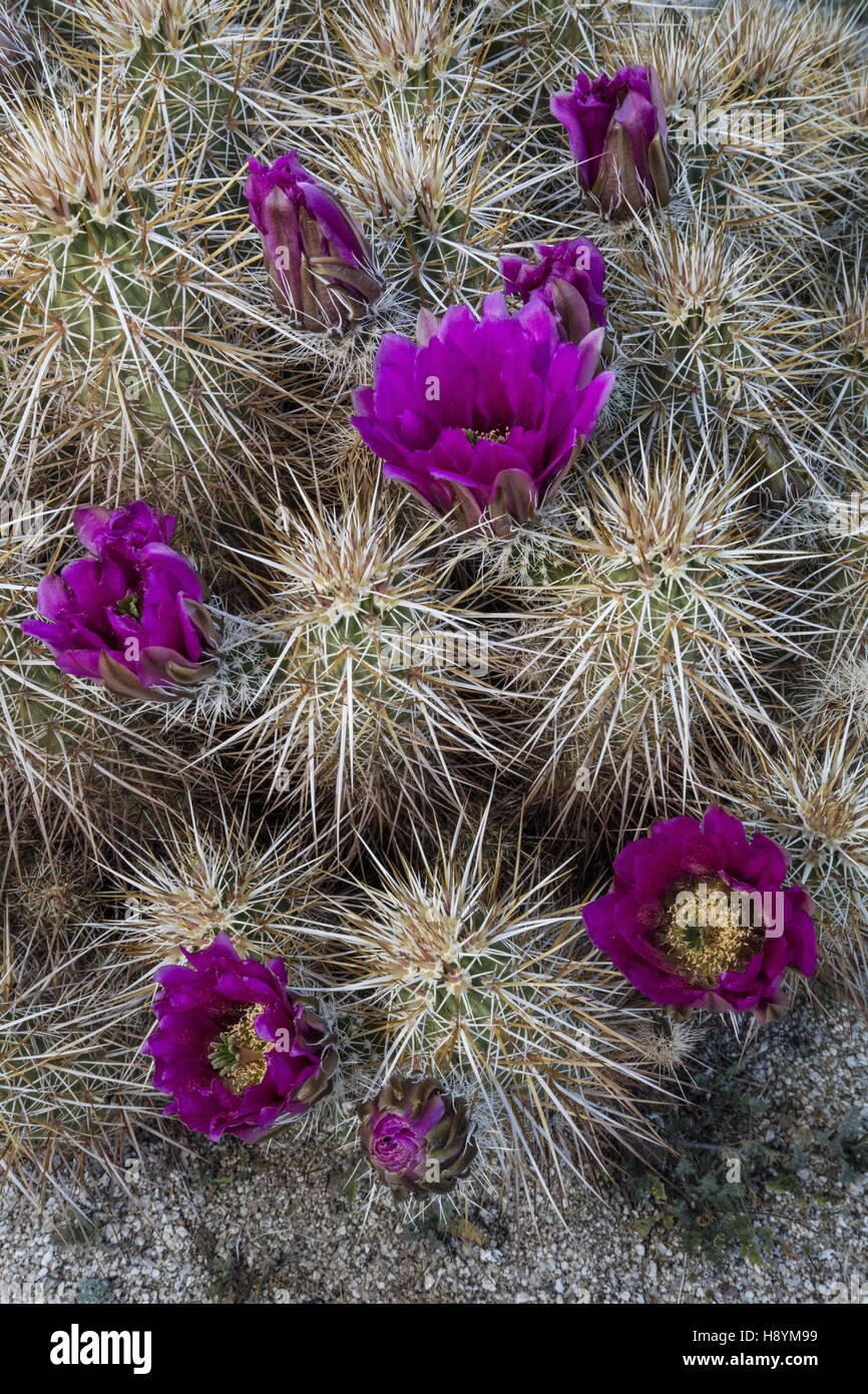 L'isoète d'hérisson, cactus Echinocereus engelmannii, en fleurs dans le désert californien. Anza-Borrego Desert State Park, Sono Banque D'Images