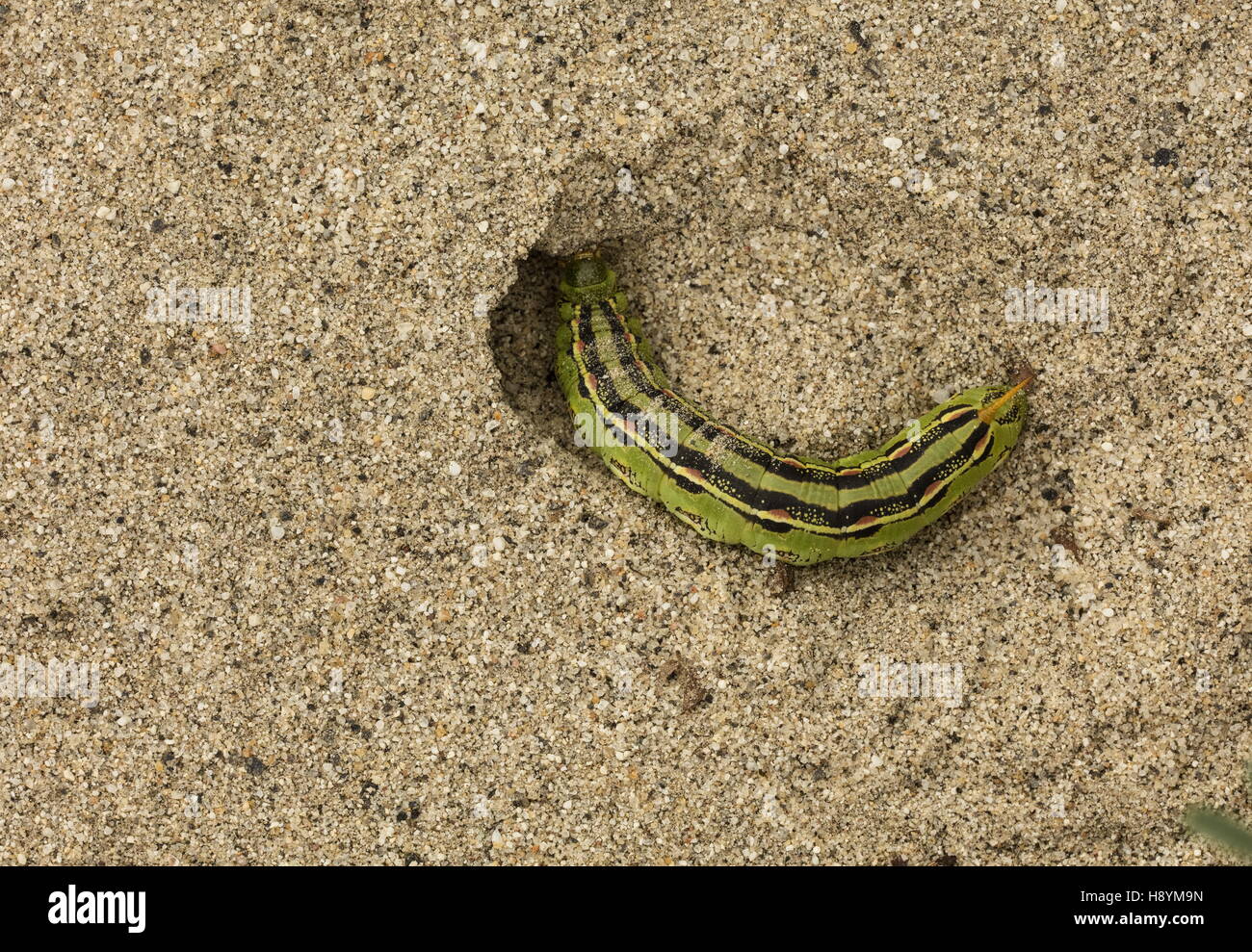 Bordée de blanc, sphinx Hyles lineata caterpillar, creusant son terrier de nymphose dans le sable, désert californien. Banque D'Images