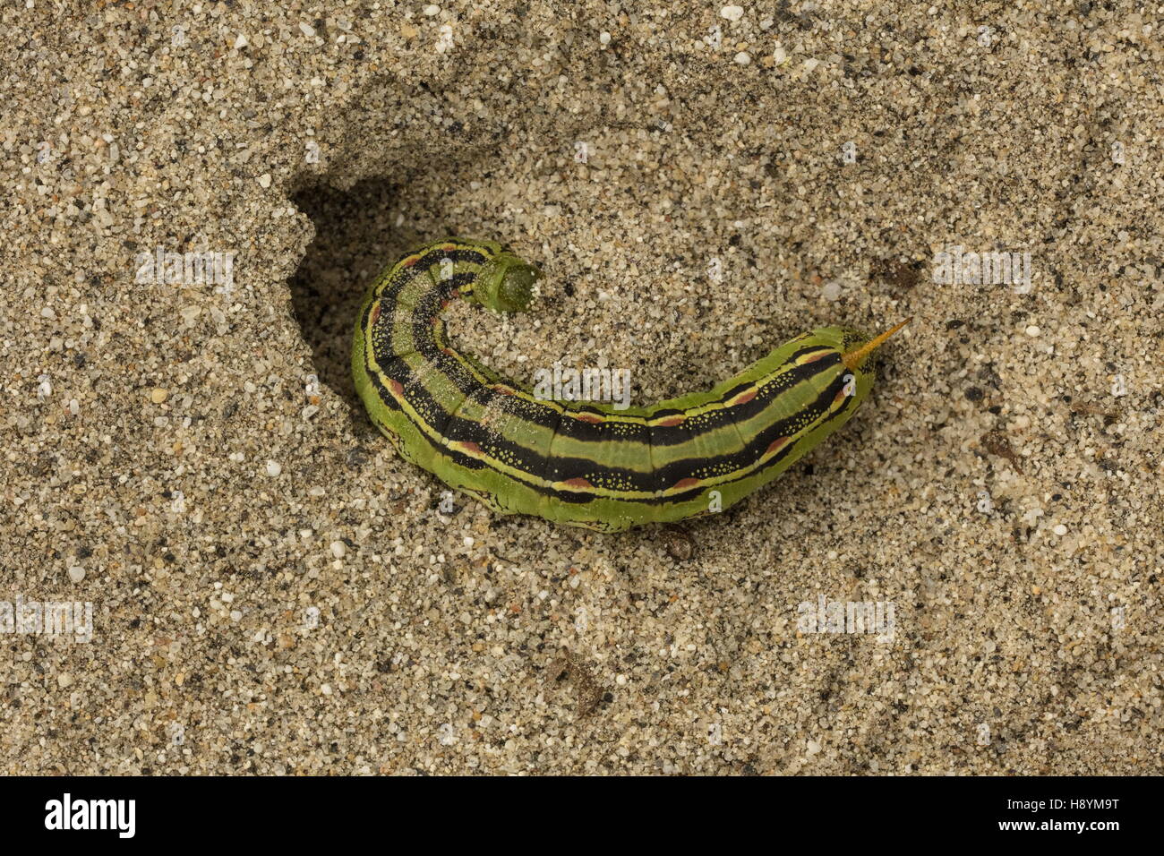 Bordée de blanc, sphinx Hyles lineata caterpillar, creusant son terrier de nymphose dans le sable, désert californien. Banque D'Images