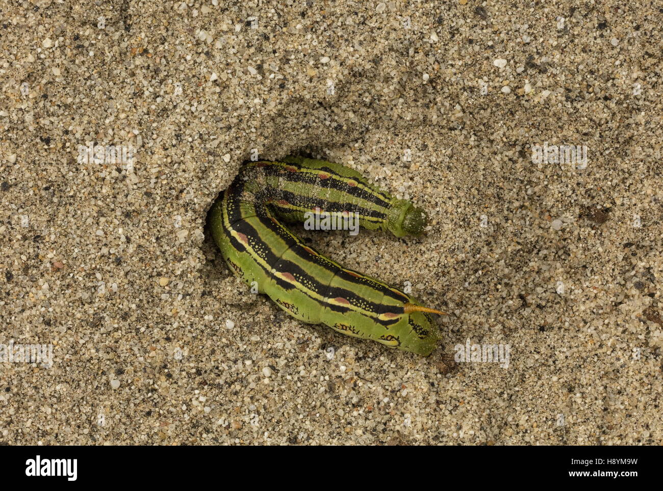 Bordée de blanc, sphinx Hyles lineata caterpillar, creusant son terrier de nymphose dans le sable, désert californien. Banque D'Images