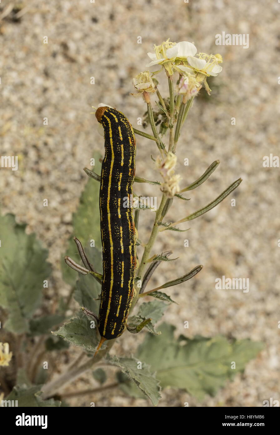 Bordée de blanc, sphinx Hyles lineata caterpillar, se nourrissant de Brown-eyed primrose, désert californien. Banque D'Images