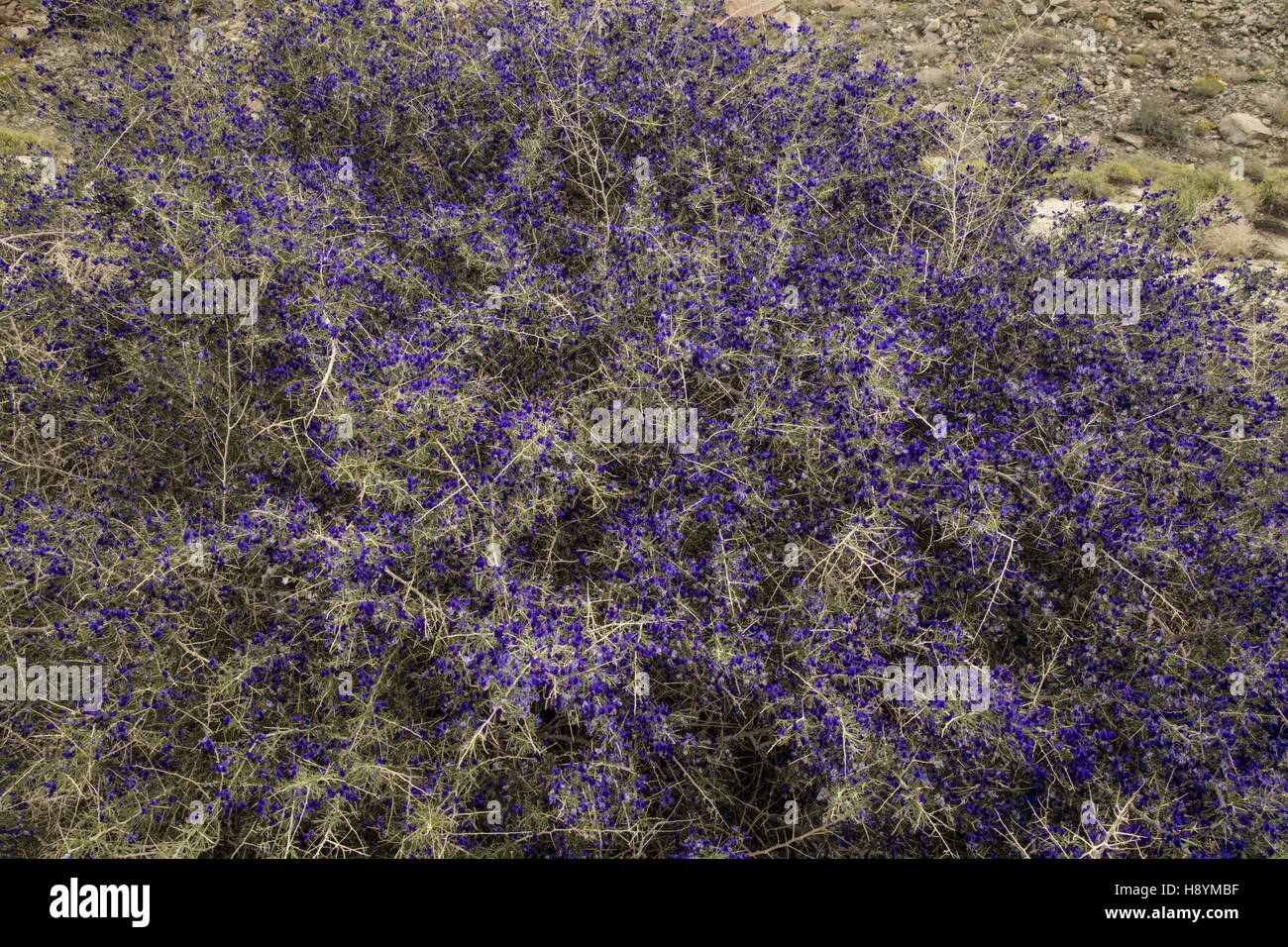 Schott's dalea ou Indigo Bush, Psorothamnus schottii, en fleurs en Anza-Borrego, le désert de Sonora, en Californie. Banque D'Images