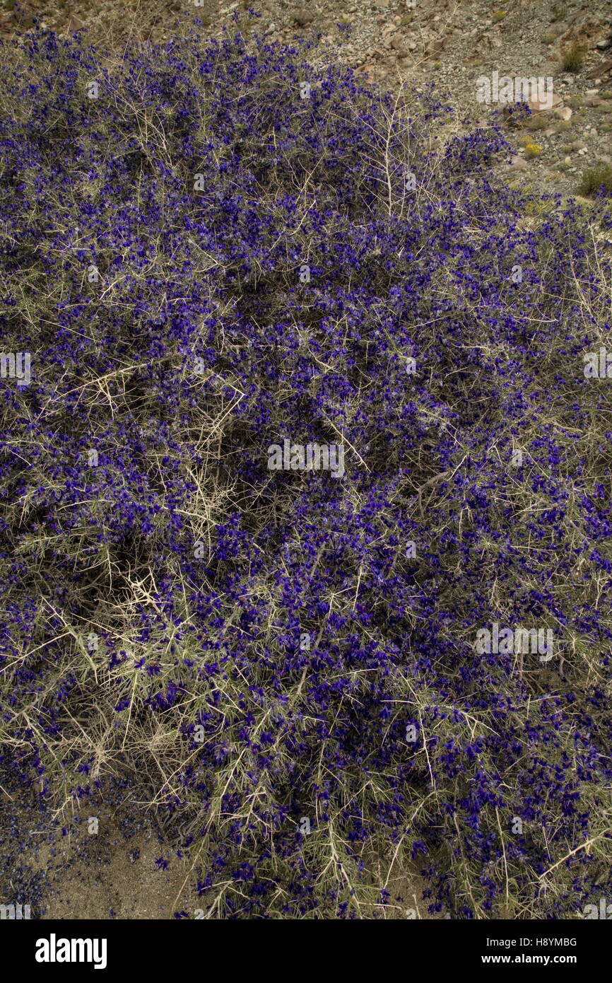 Schott's dalea ou Indigo Bush, Psorothamnus schottii, en fleurs en Anza-Borrego, le désert de Sonora, en Californie. Banque D'Images