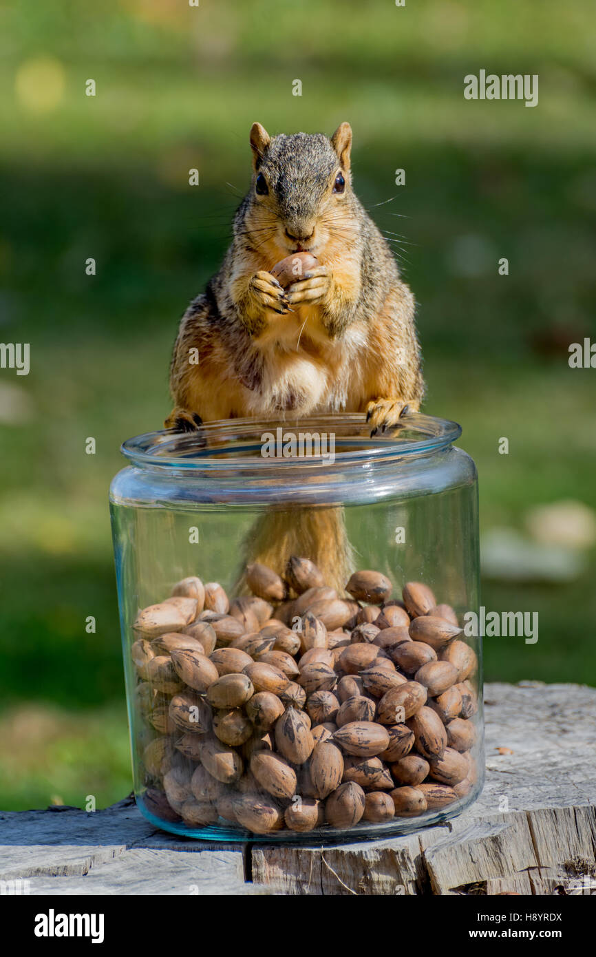 L'écureuil de l'est assis sur le dessus du bocal en verre de noix Banque D'Images