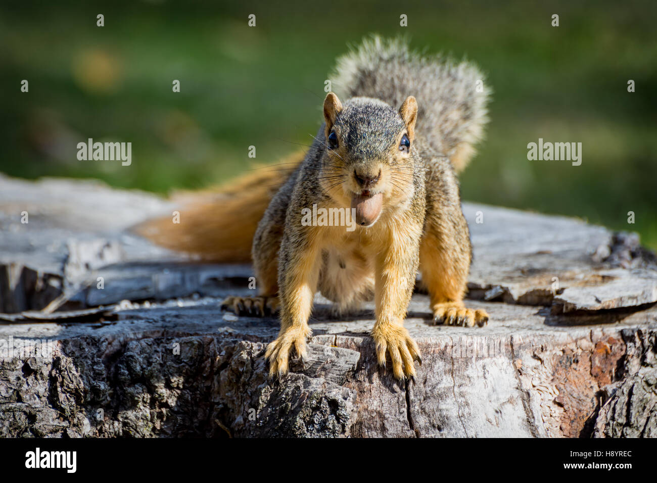 L'Est de l'Écureuil Fox avec un écrou dans sa bouche alors que sur une souche d'arbre Banque D'Images